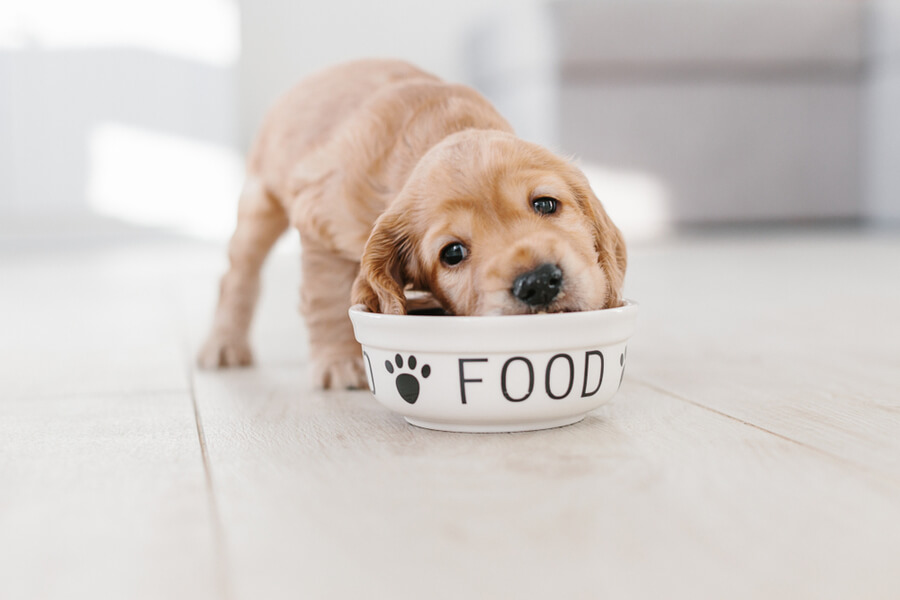 Dog food costs